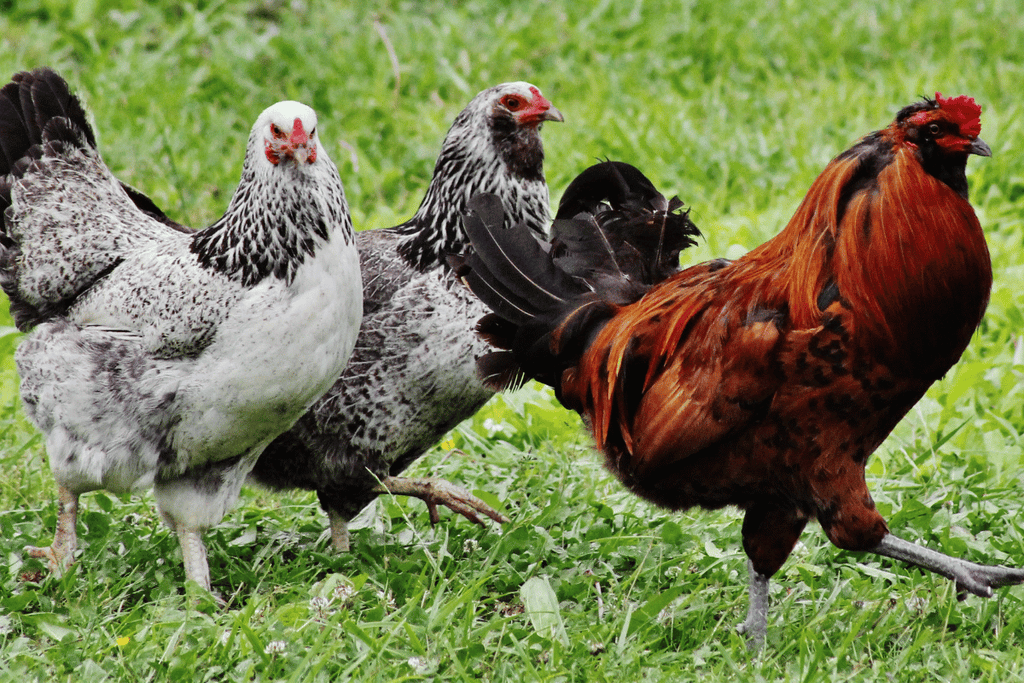 Unveiling the Future of Livestock Nutrition: Non-GMO Mealworms as Sustainable Feed Supplements