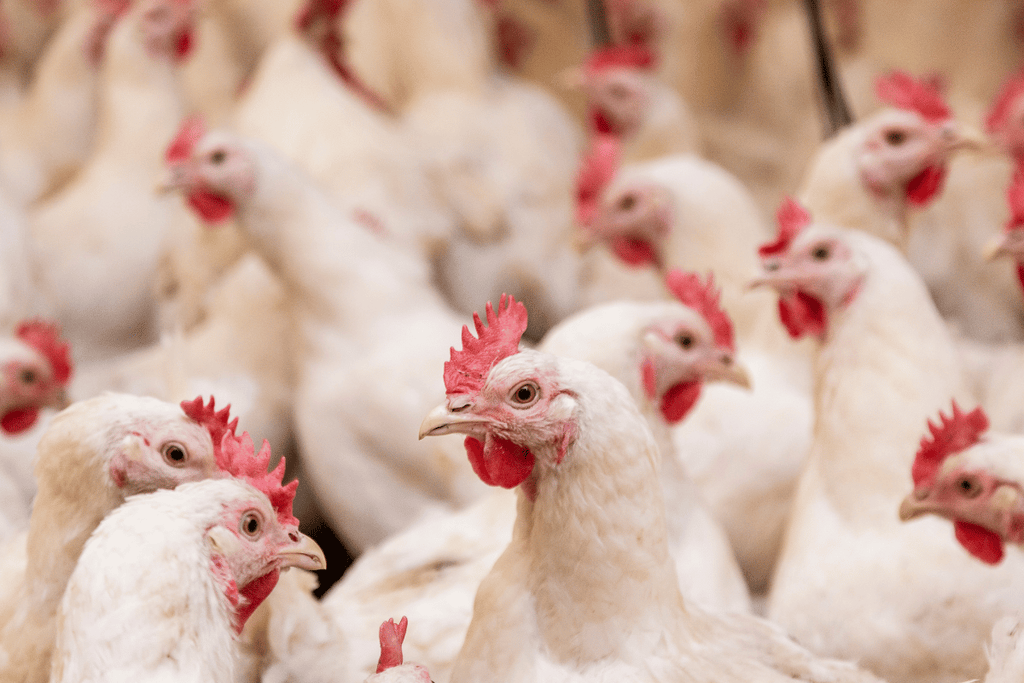 Elevating Poultry Farming: Non-GMO Mealworms for High-Protein Layer Feed