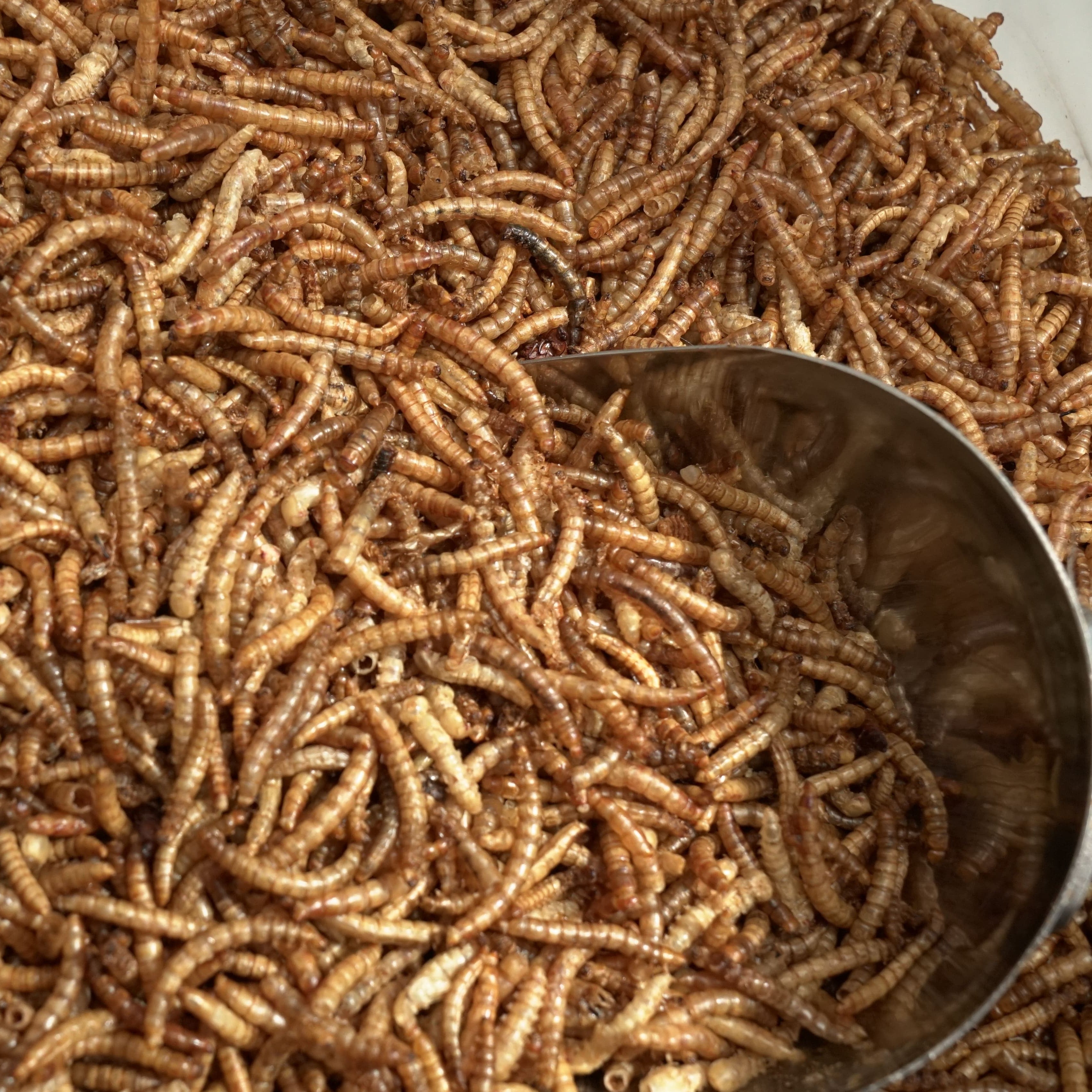 60 lb UCM Dried Mealworms